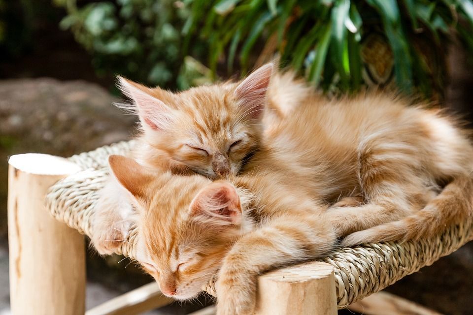 dormir